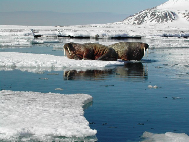 Svalbard Norway Photo 23